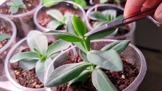 ��� ��������� ��������� �� �������� �������: �������� ��� ���?