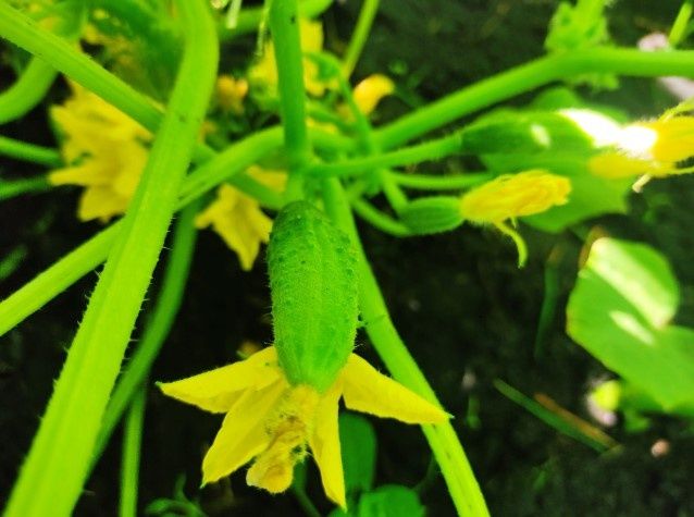 ��� ��������� ��������� �� �������� � ������ ������������: ������ � ������������