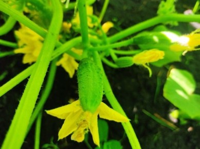 ��� ��������� ��������� �� �������� � ������ ������������: ������ � ������������