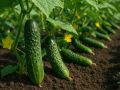 Как вырастить идеальные огурцы без химии: секреты натурального ухода