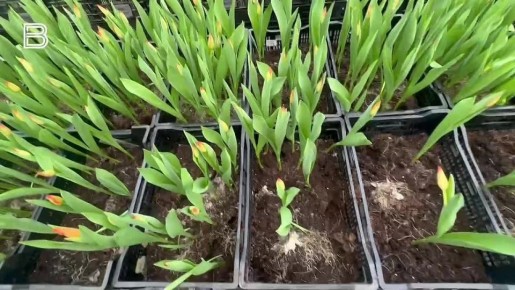 Чуть больше десяти дней осталось до главного женского праздника - 8 марта