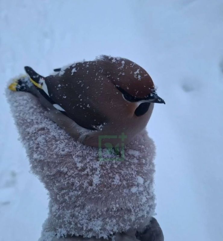 ������ ����, ���������!. �����������, ������������ �� ������, ���������� �� ����������, ������� ����� �� �����