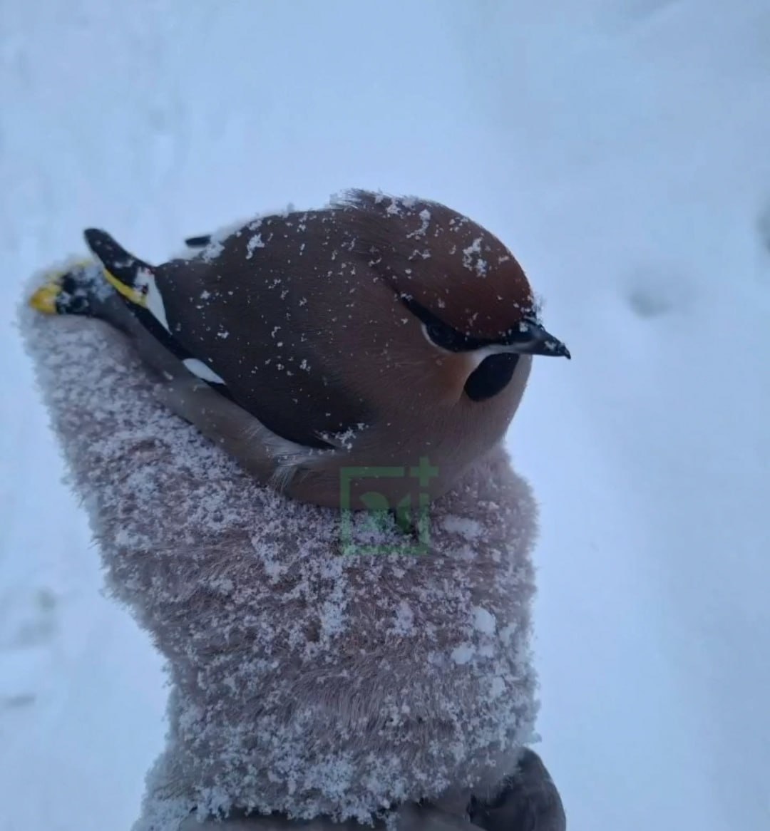 Доброе утро, Заполярье!. Мурманчанка, прогуливаясь по городу, наткнулась на свиристеля, который сидел на снегу