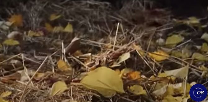 ��� ���������� ������������ ������� ������ � ����: ������ ��� ���������