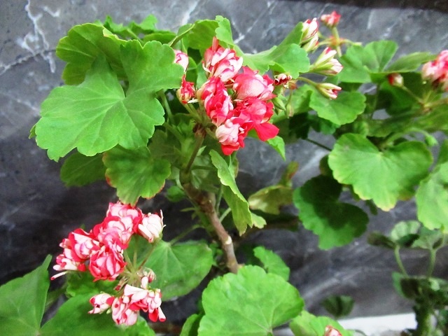 Уход за пеларгонией осенью: Как правильно подготовить растение к зимовке