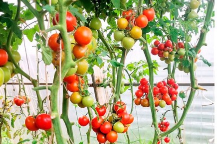 ����� ������ ������: ����� ������ ������ �������