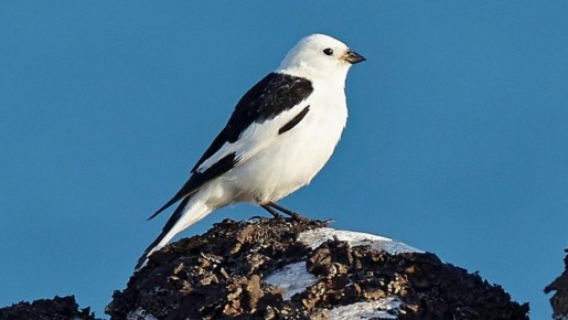 ������� � ������������ �����