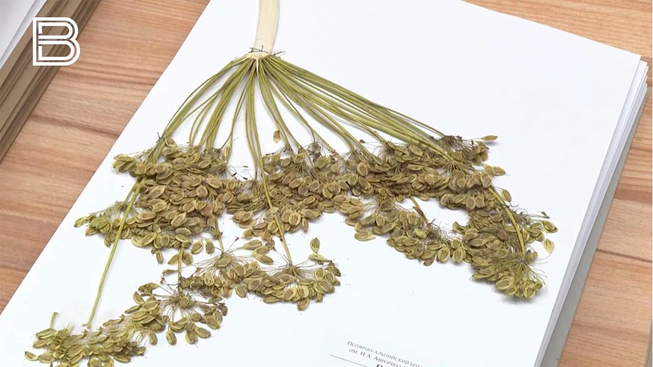 Полярнозоринский районный суд взыскал компенсацию в пользу ребенка, получившего ожог борщевиком