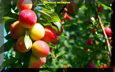 ������ �� ������� ���������: ������ �� ����� �� ���������� � ��������