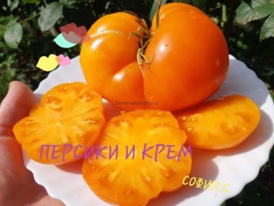 Томат Персики и крем: как создать идеальные плоды для вашего стола