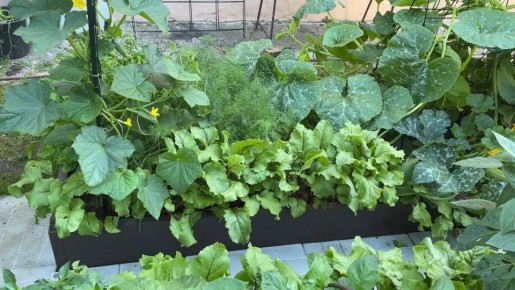 Как получить большой урожай на маленьком участке: секреты успешных огородников