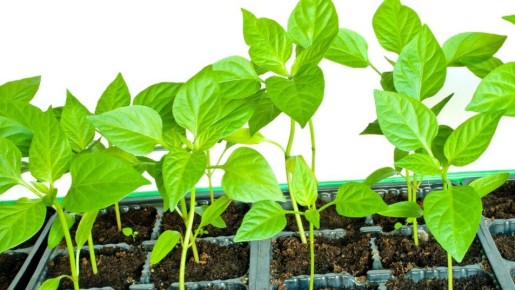 Как диатомит изменил уход за растениями: секреты подкормки и борьбы с вредителями