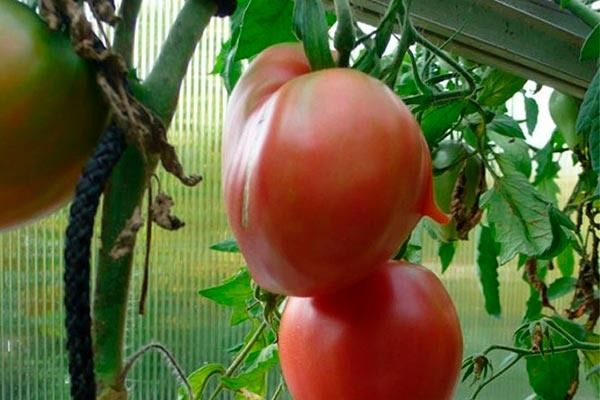 ������ ��������: ������� ��������� ����������� � ��������� ������