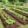 Как создать огород без труда: секреты минимальной обработки почвы