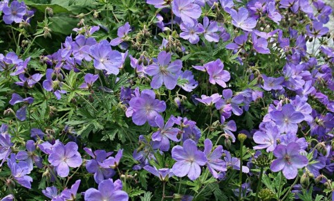 ��� ��������� ����������� ������ � ����: �������� ������ ��� ���������