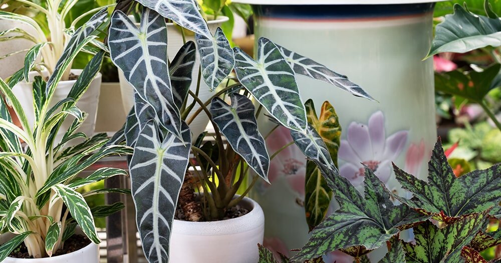 Уникальный уход за алоказией: секреты успешного выращивания