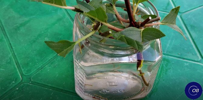 ��� ������� ����������� ������ ������: ������� ��������� ����������� ��������