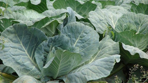 ������������ ������ �������: ������� � �������