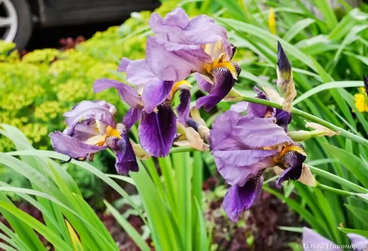 Как сохранить ирисы здоровыми: основные болезни и их лечение