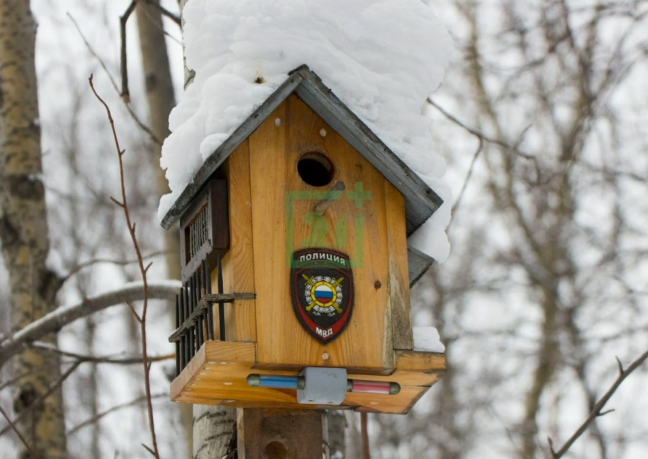 Доброе утро, Заполярье!. В одном из дворов на улице Софьи Перовской в Мурманске спрятался настоящий «птичий городок» – миниатюрная экосистема, созданная руками местных жителей Доброе утро, Заполярье!. В одном из дворов на улице Софьи Перовской в Мурманске спрятался настоящий «птичий городок» – миниатюрная экосистема, созданная руками местных жителей
