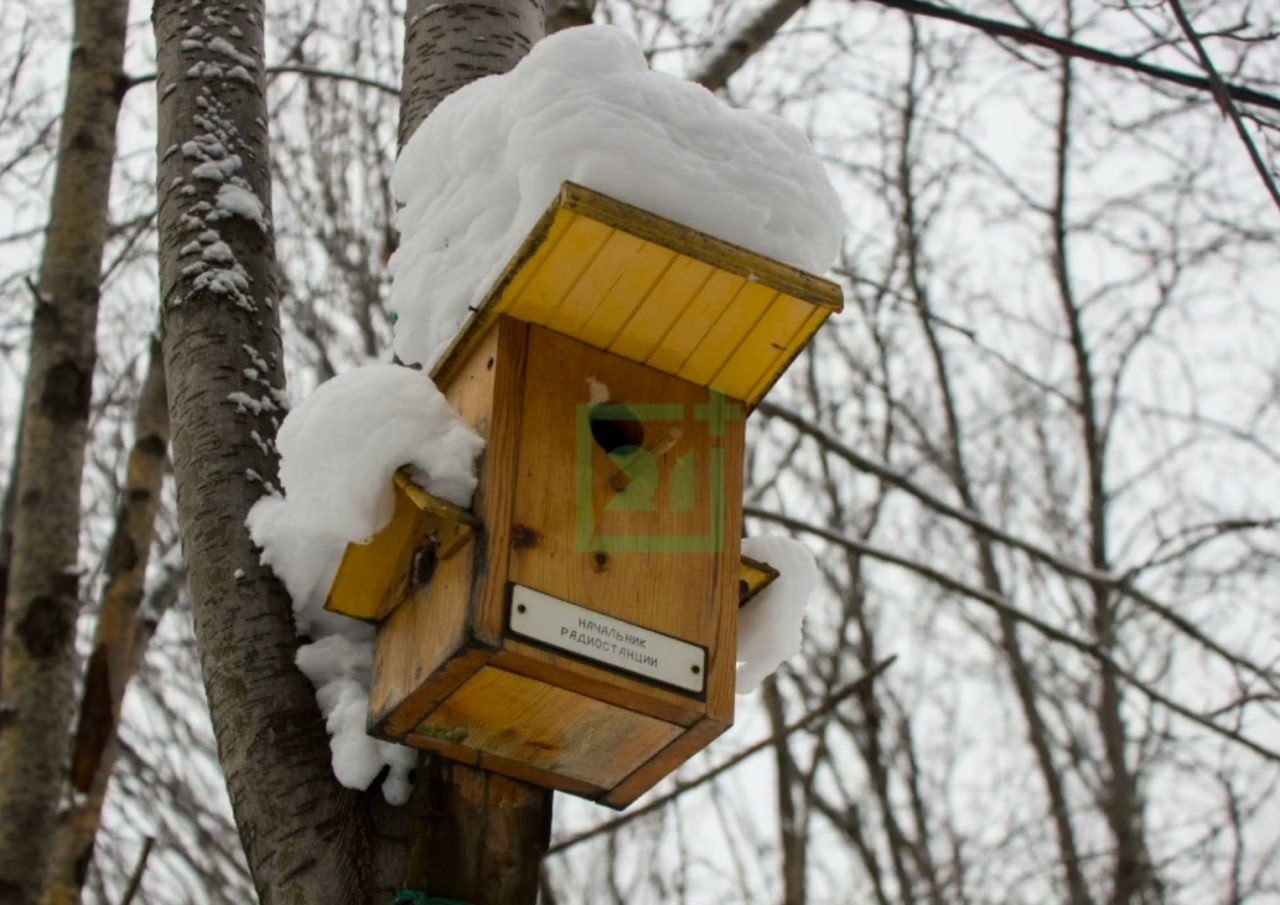 Доброе утро, Заполярье!. В одном из дворов на улице Софьи Перовской в Мурманске спрятался настоящий «птичий городок» – миниатюрная экосистема, созданная руками местных жителей Доброе утро, Заполярье!. В одном из дворов на улице Софьи Перовской в Мурманске спрятался настоящий «птичий городок» – миниатюрная экосистема, созданная руками местных жителей