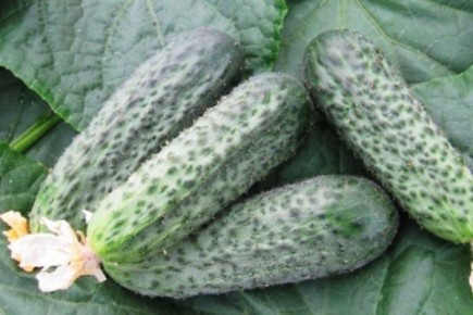 ��� ��������� ������ �����: ������� ��������� ������