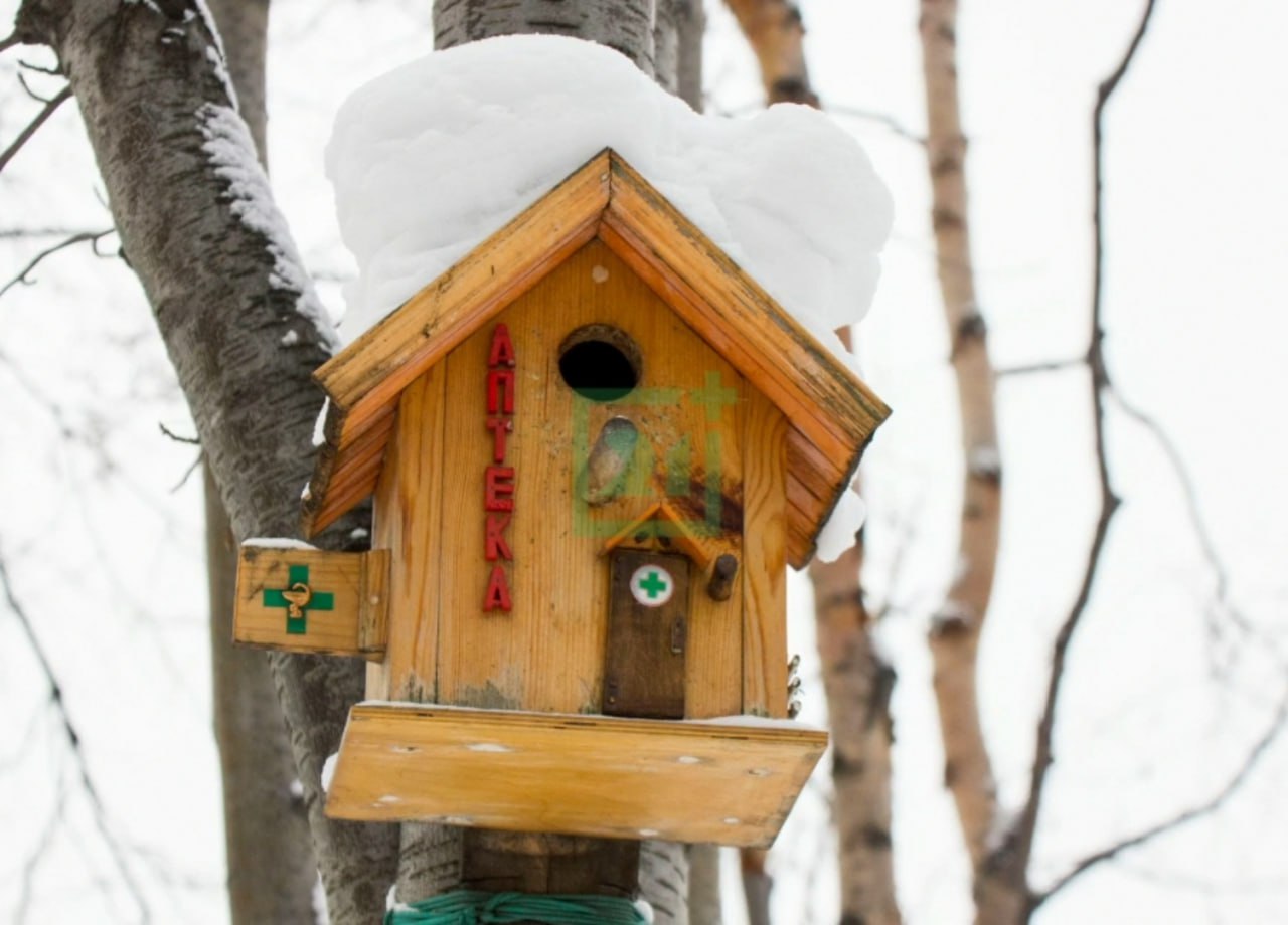 Доброе утро, Заполярье!. В одном из дворов на улице Софьи Перовской в Мурманске спрятался настоящий «птичий городок» – миниатюрная экосистема, созданная руками местных жителей Доброе утро, Заполярье!. В одном из дворов на улице Софьи Перовской в Мурманске спрятался настоящий «птичий городок» – миниатюрная экосистема, созданная руками местных жителей