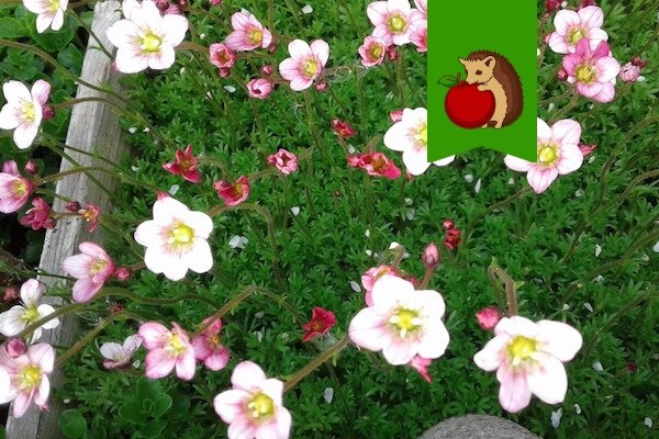 Пять причин пересадить камнеломку на свой участок