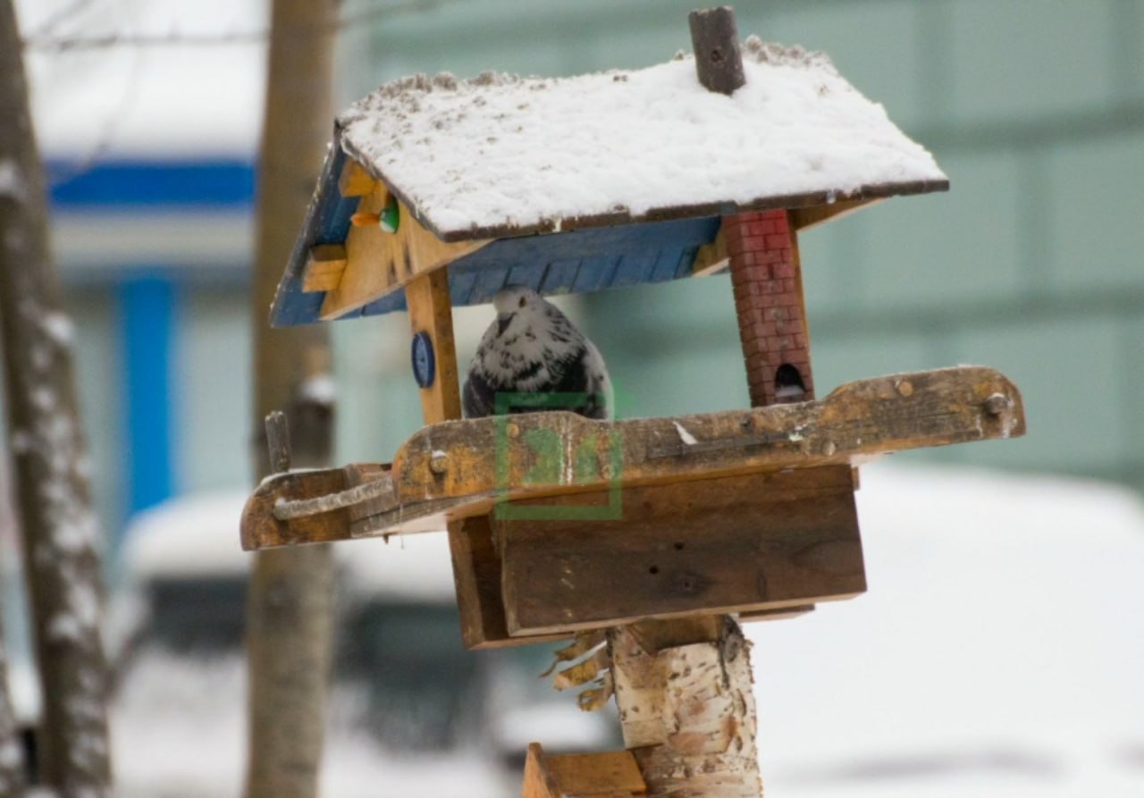 Доброе утро, Заполярье!. В одном из дворов на улице Софьи Перовской в Мурманске спрятался настоящий «птичий городок» – миниатюрная экосистема, созданная руками местных жителей