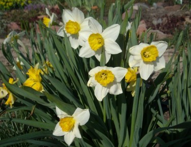 ��� ��������� �������� ��������: ������ � ������������