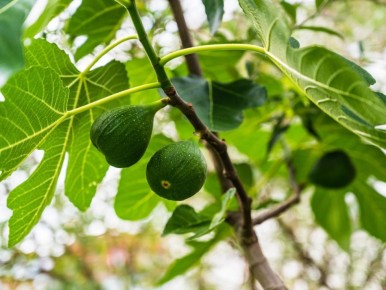 ������� ������ �� �������: ��� �������� ���������������� ������