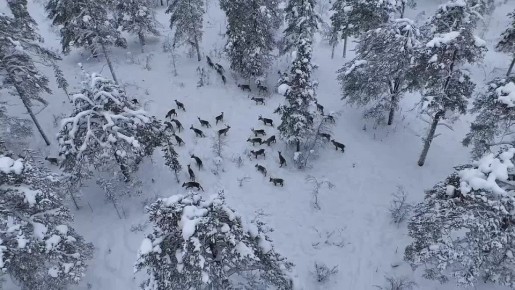 Стадо северных оленей замечено в Лапландском заповеднике