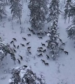 Стадо диких северных оленей сняли с воздуха