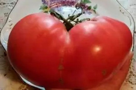 ����� �������: ������� ��������� �����������