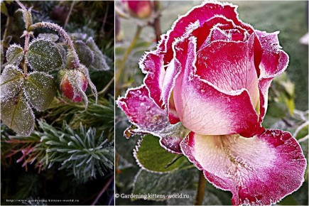 ��� ������������� ���������� ���: 7 ������� ��� ���������