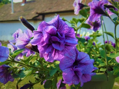 Цветочные чудеса, которые стильно расцветут уже в феврале