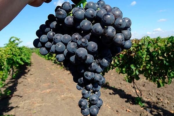 Виноград Северный: как вырастить и ухаживать за морозоустойчивым сортом