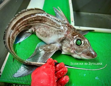 ������ ����, ���������!. ������ ���� � ������������� �������� �� ������� ������