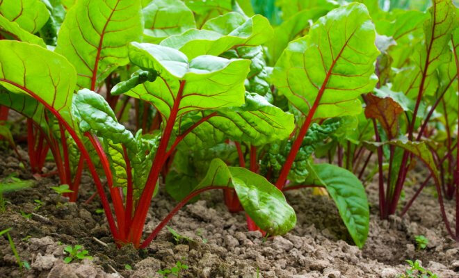 Эффективные секреты использования борной кислоты для свеклы