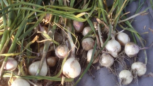 ��� ������ �������� �������������� ������ ������� �� ������������ ��������