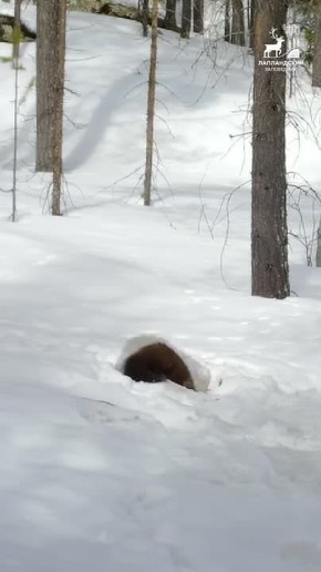 ������ ����, ���������!. ����������� ���������� ��������� ������ ������� � ����������� � �� ���� ��� � �������� ������ ������ �� ��������