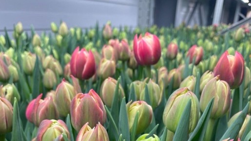 � ���������� ������� � 8 ����� �������� ���������� ��������