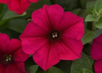 �������: ������� ��������� ����������� � ���������� �����