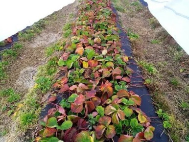 Как весной заботиться о клубнике: три ошибки, увеличивающие успех урожая