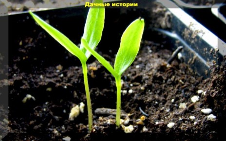 ��� ��������� ������������� ������� �����: ������ ��� ����������