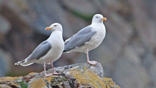 ������ ����� ��� ��������� � ���������� � �� ����� ������, ��� 70 ��� �����