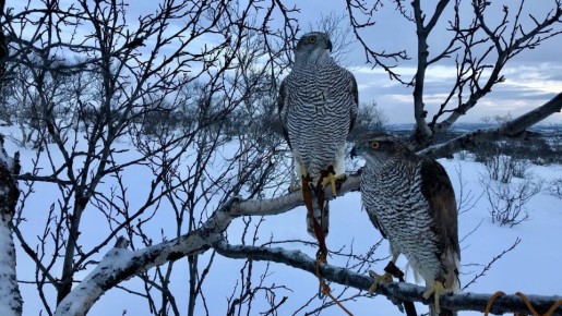 ������� �� ����������� ������������� ������ ����� � �����