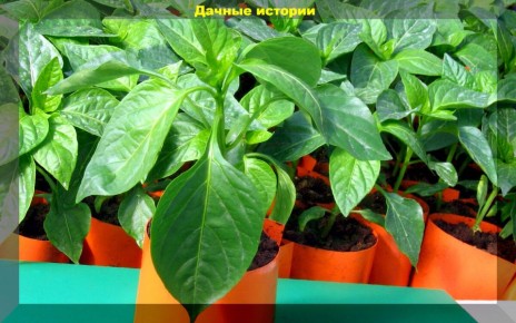 Тонкости ухода за рассадой перца: от подготовки почвы до подкормок