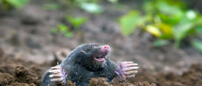 Эффективные методы борьбы с кротами на даче