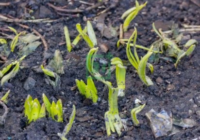 Весна пришла в Мурманск: из-под снега пробились первоцветы